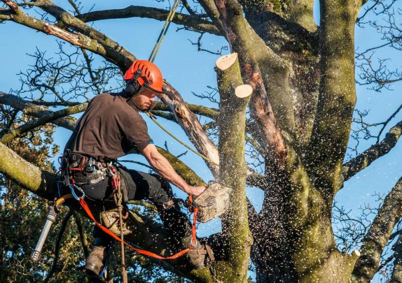 Comment savoir si un arbre malade n&eacute;cessite un &eacute;lagage &agrave; Chartres ?