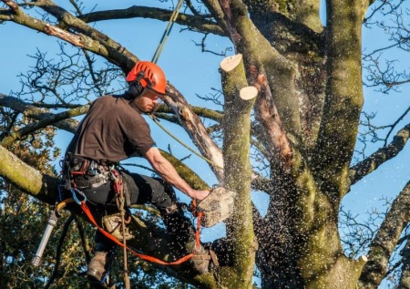 Comment savoir si un arbre malade n&eacute;cessite un &eacute;lagage &agrave; Chartres ?