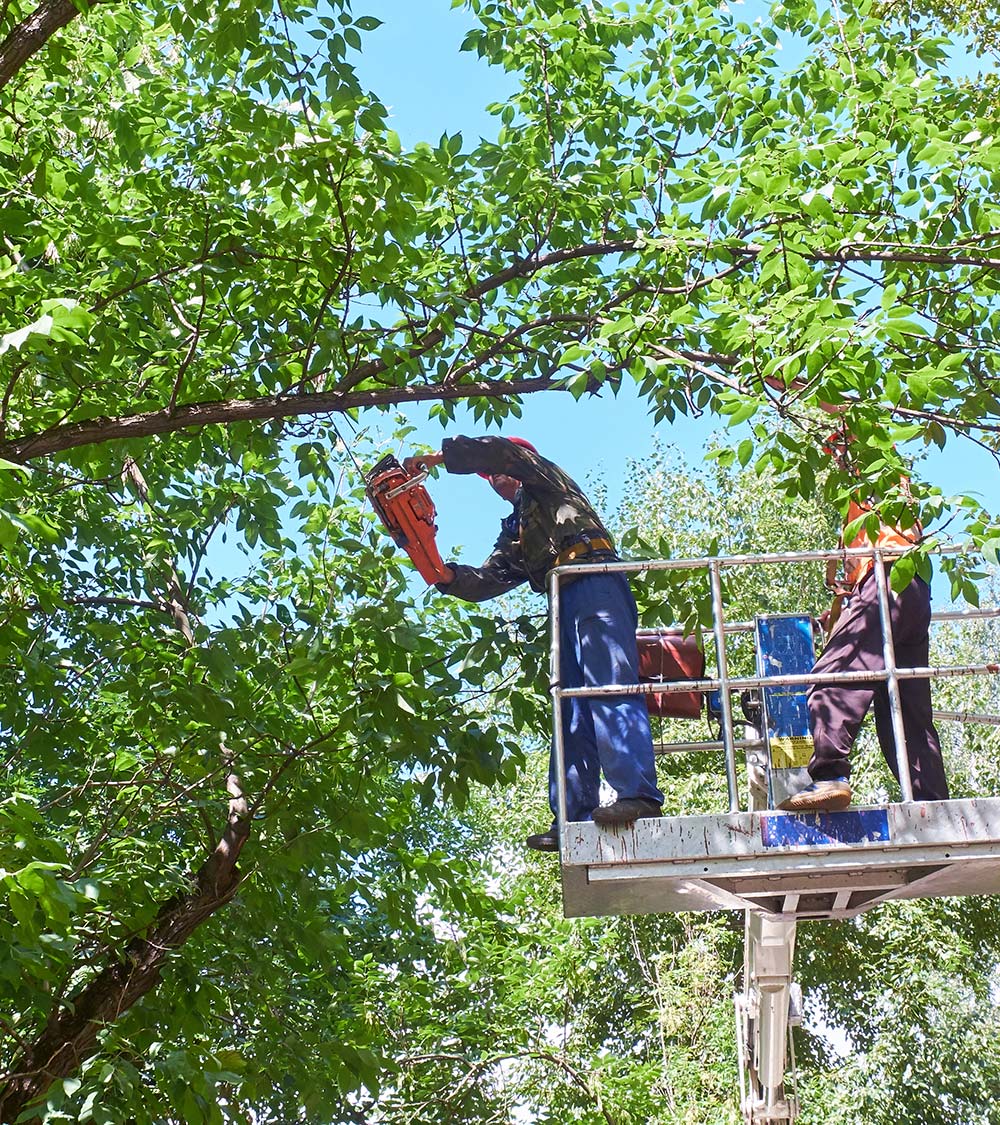 Art des jardins - Elagage des arbres