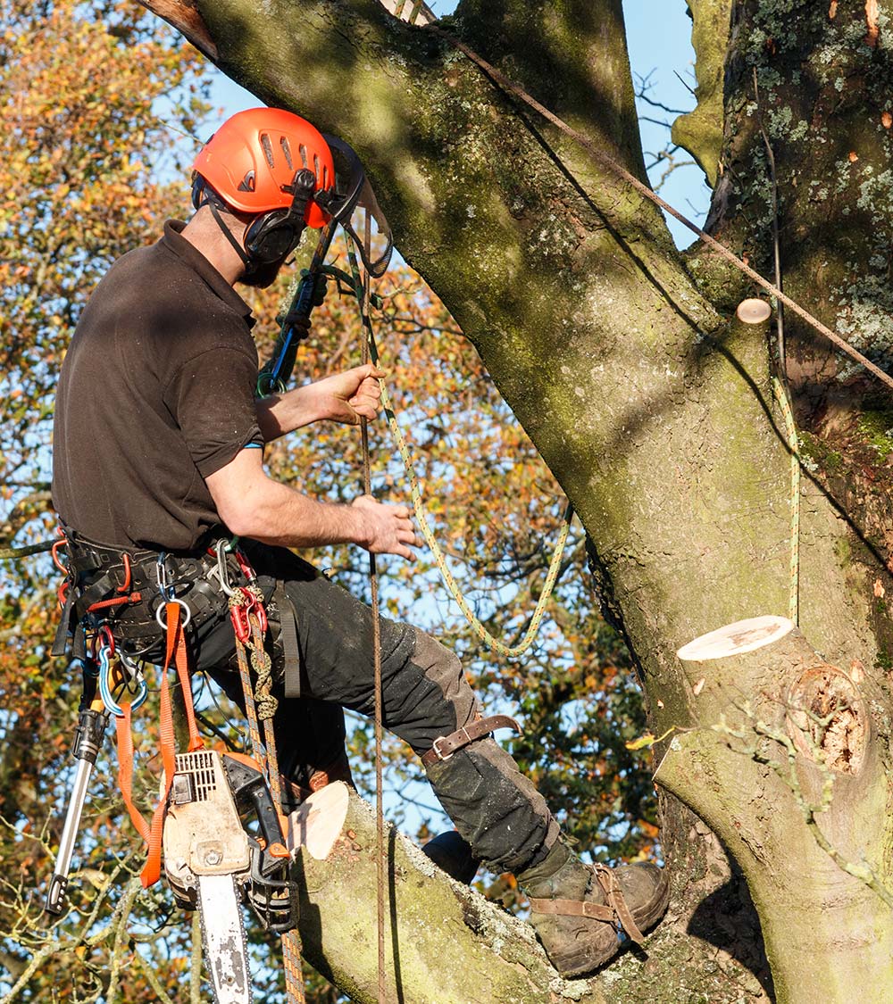 Chirurgien arboricole